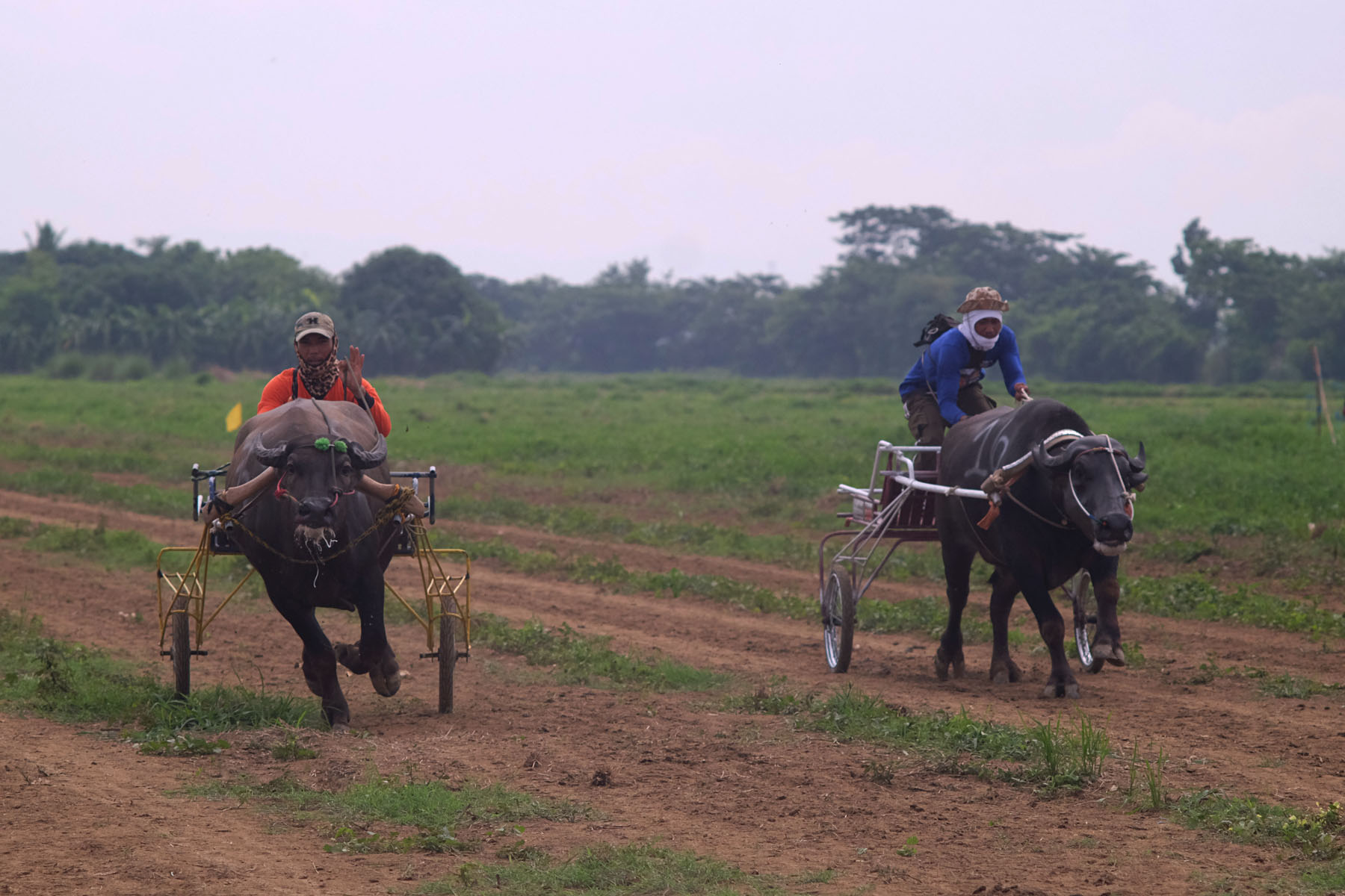Carabao Races: Culture and Tradition in the Philippines – Mata: Asia ...