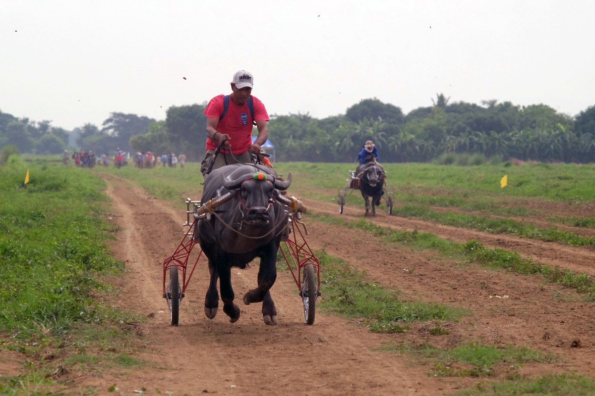 Carabao Races: Culture and Tradition in the Philippines – Mata Press