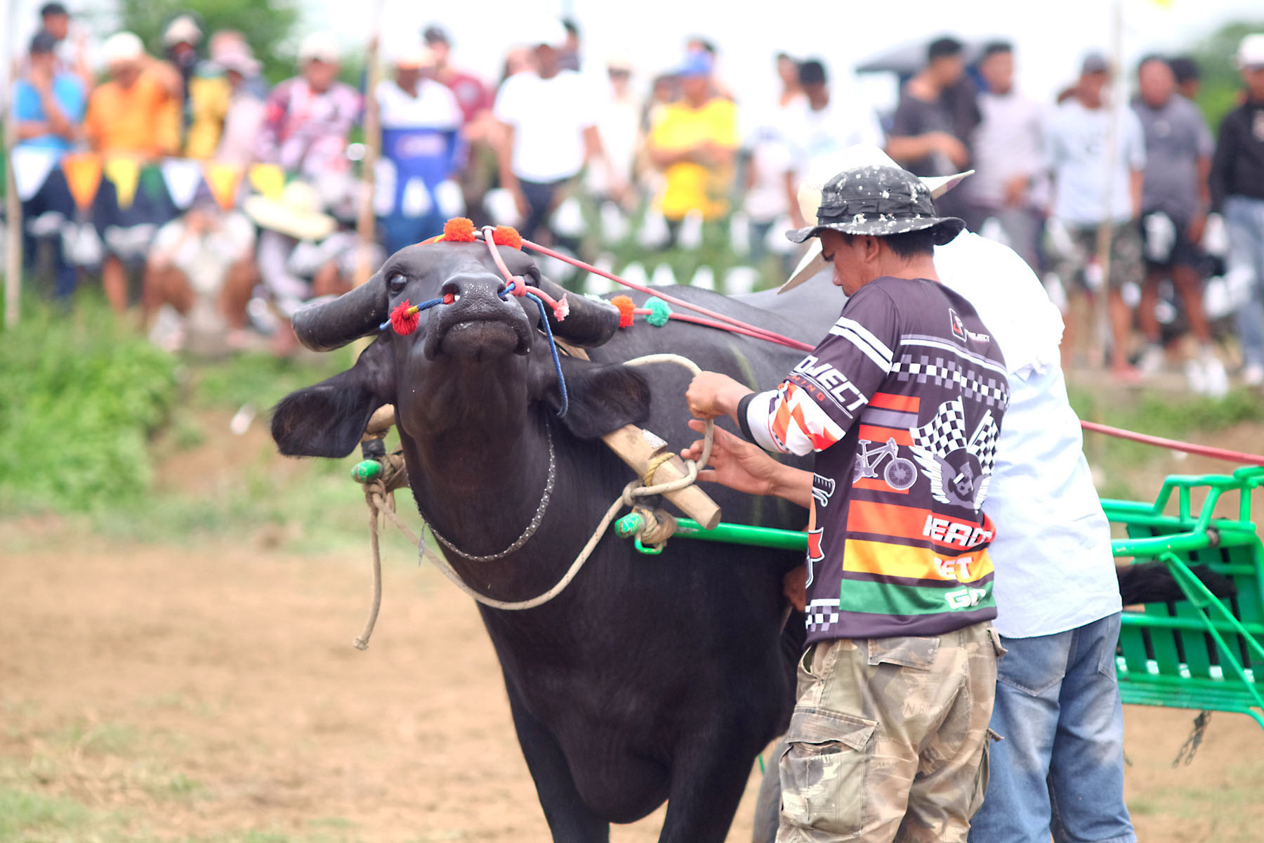 Carabao Races: Culture and Tradition in the Philippines – Mata: Asia ...
