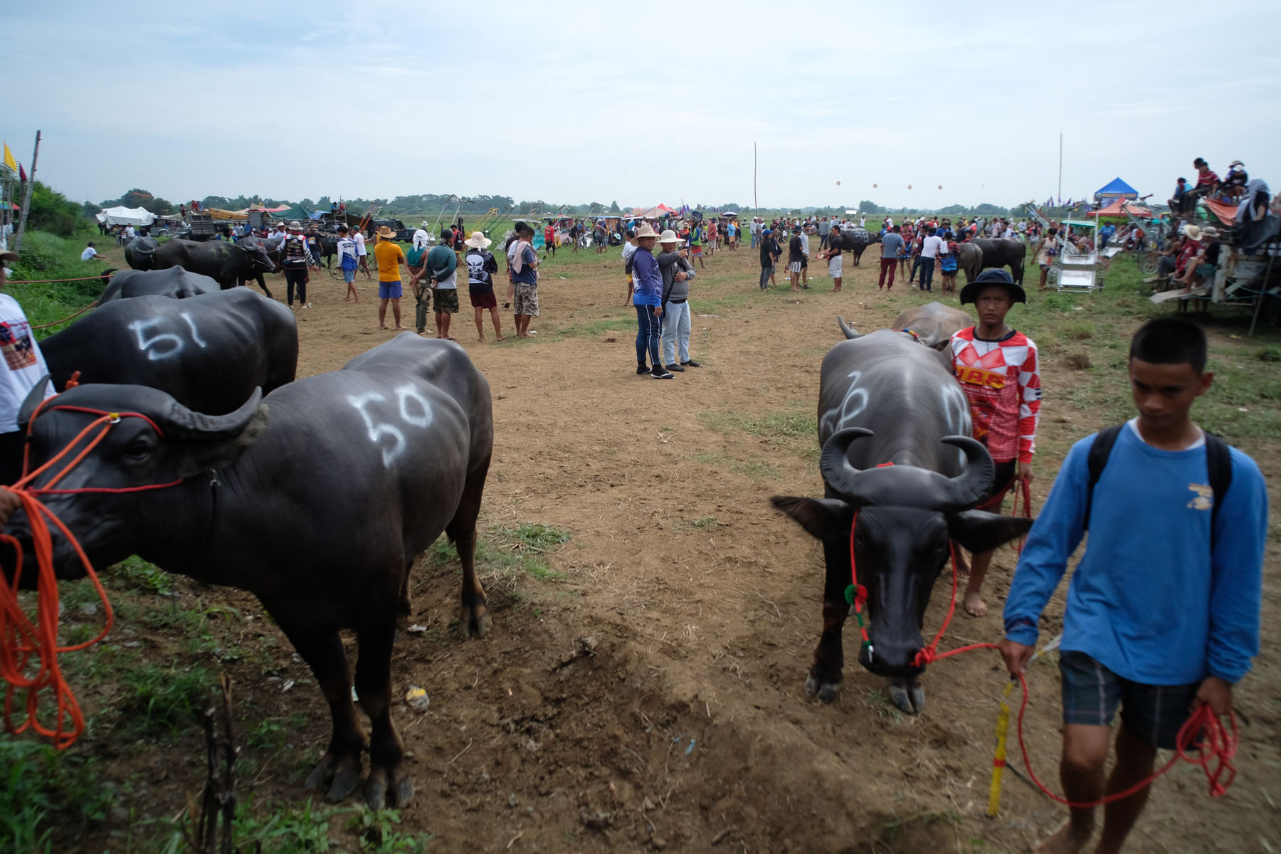 Carabao Races: Culture and Tradition in the Philippines – Mata: Asia ...