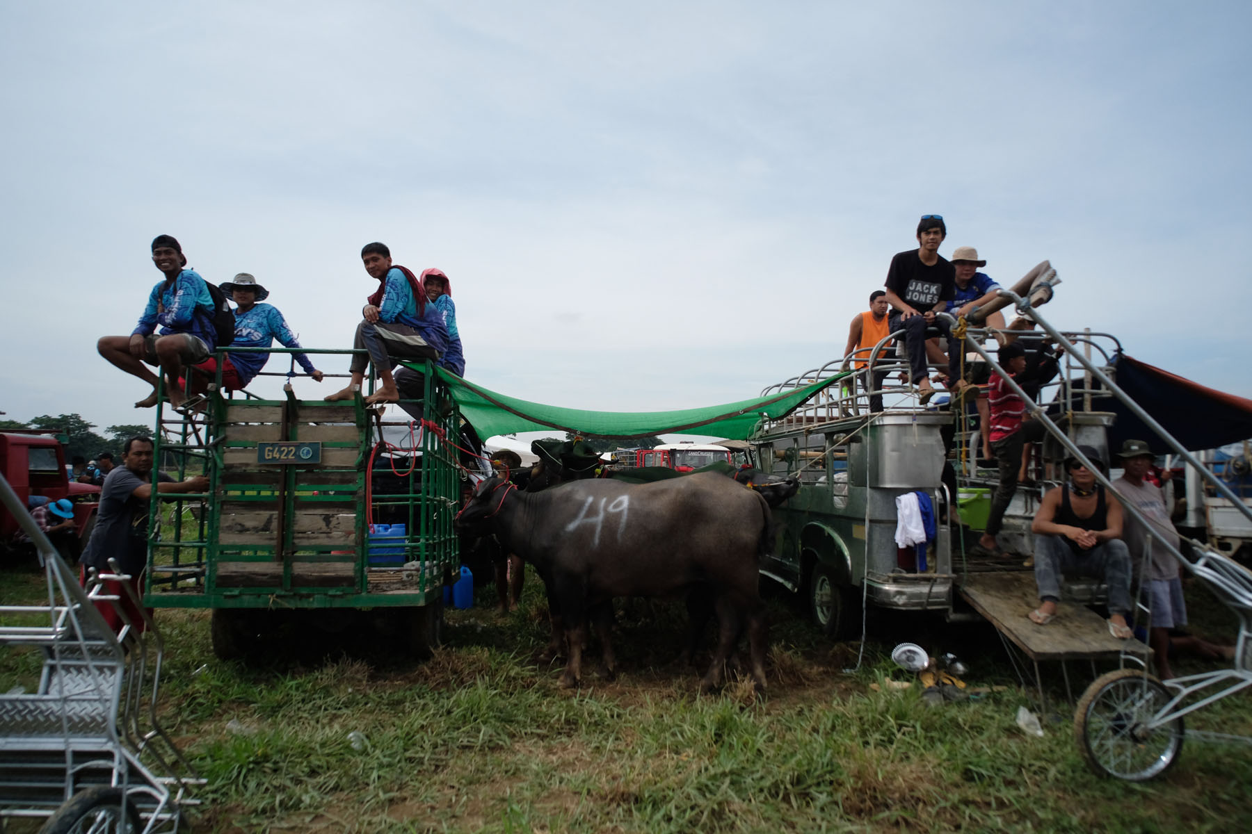 Carabao Races: Culture and Tradition in the Philippines – Mata: Asia ...