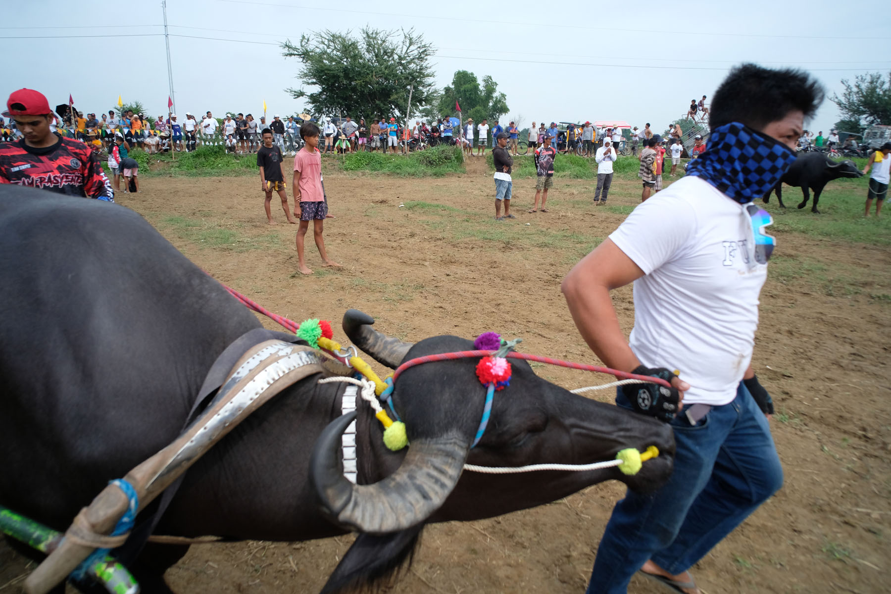 Carabao Races: Culture and Tradition in the Philippines – Mata: Asia ...