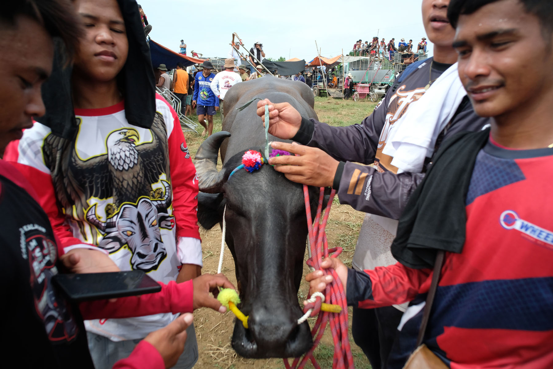 Carabao Races: Culture and Tradition in the Philippines – Mata: Asia ...