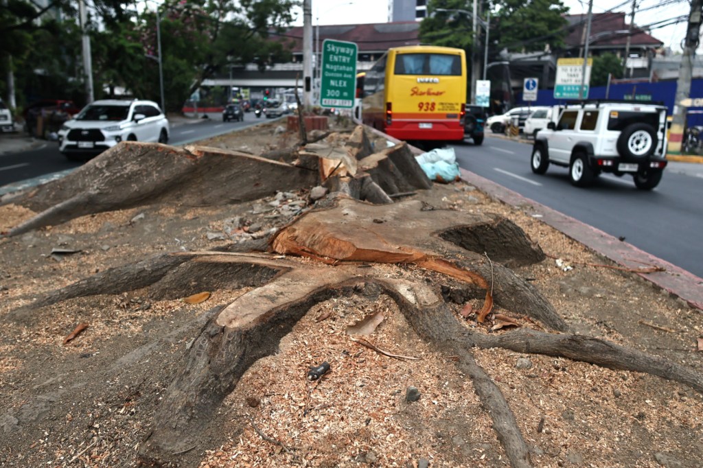DENR Halts SMC SALEX Tree Cutting Amid Public&nbsp;Backlash